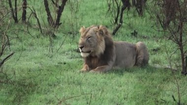 Ağır çekim kafa hareket aslan
