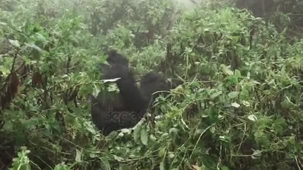 Zooming em montanha gorila casal momento amoroso — Vídeo de Stock