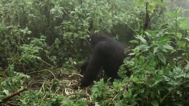 Zoom auf Berggorilla-Fütterung im Wald — Stockvideo