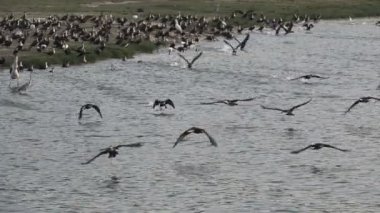 Birçok karabatak uyuşuk içinde uçuşmaya