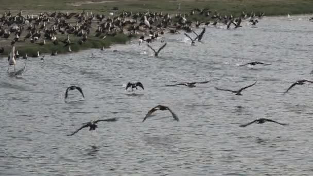 Muchos cormoranes comienzan a volar lentamente. — Vídeos de Stock