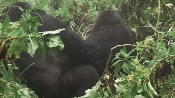 Mountain gorilla par kärleksfulla ögonblick — Stockvideo