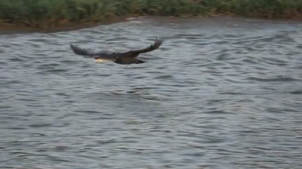 Cormorant flying in slow-motion over the water at sunset — Stock Video