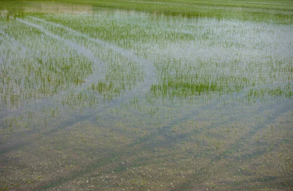 Rice plantation flooded with wheel marks — Stock Photo, Image