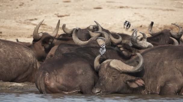 Szuper lassú a Ceryle rudis repül buffalo szarvasmarha — Stock videók