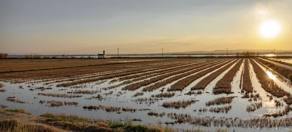 Zaplavených rýžových polích za soumraku, široký úhel — Stock fotografie