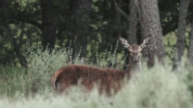 Dişi geyik Bush kameraya bakıp duruyor