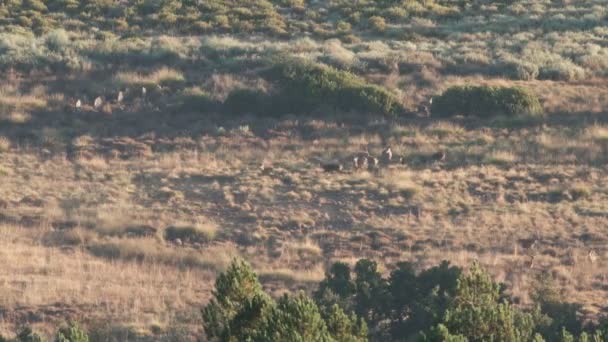 Kelompok besar rusa melompat, berjalan dan bermain — Stok Video