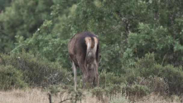 Vrouwelijke herten voederen in de bush — Stockvideo