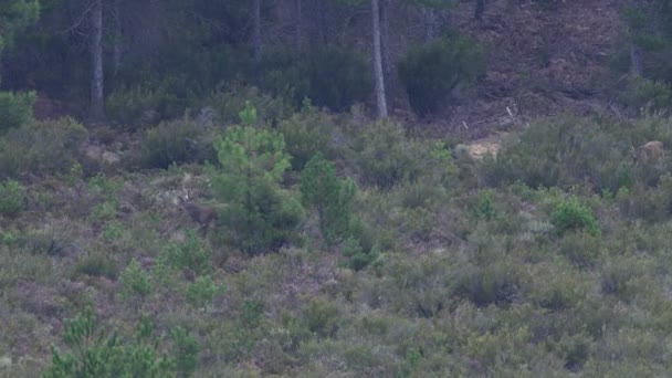 Cerf mâle avec un énorme bois marchant dans la brousse 