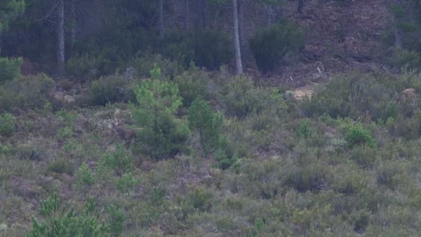 Cerf mâle avec un énorme bois marchant dans la brousse — Video