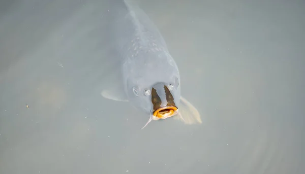 Fisk mun över vatten — Stockfoto