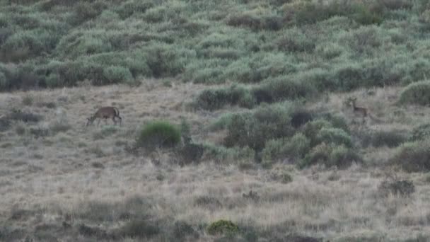 Largo tiro de ciervo bebé corriendo hacia mamá — Vídeos de Stock
