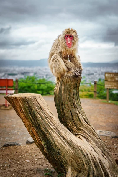 Monkey over trunk in Arashiyama mountain — Stock Photo, Image