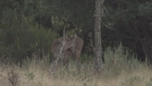 Vrouwelijke herten voeding, krassen en kijken naar de camera — Stockvideo