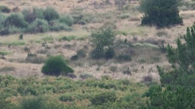 İki yaban domuzu ormanda besleme