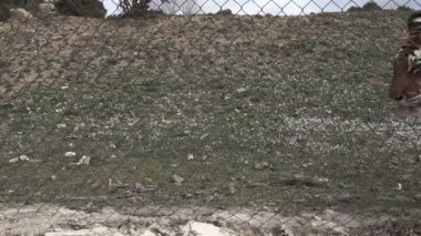 Süper ağır çekimde çitin arkasında yürüyüş tiger