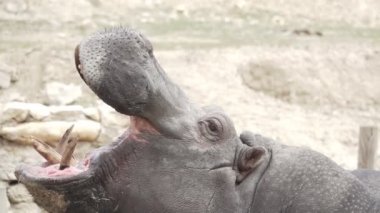 Süper ağır çekim ağız açma su aygırı