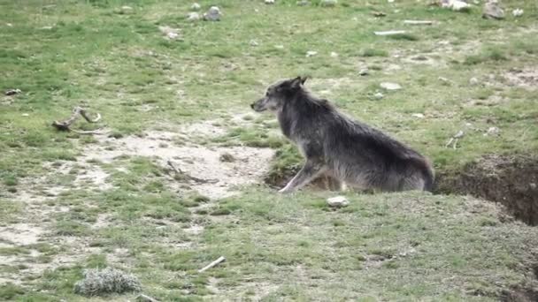 Canadese wolf omhoog in de grond — Stockvideo
