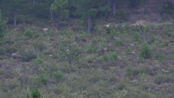 Cerf mâle avec énorme bois marchant vers la caméra — Video
