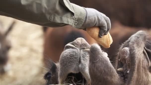 Кормление дромадерских верблюдов багетом в медленном темпе — стоковое видео