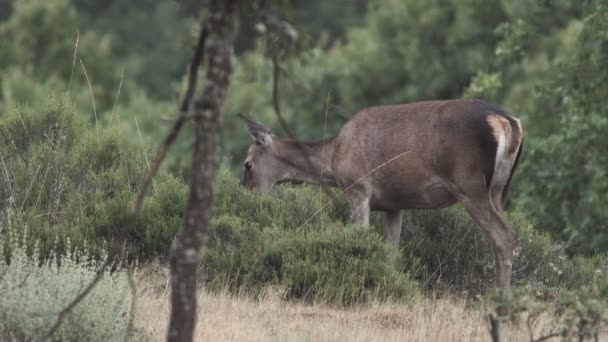 Alimentazione femminile dei cervi con erica nel cespuglio — Video Stock