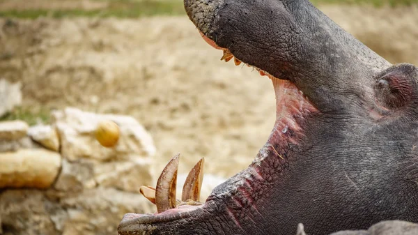 Hippo opening mouth — Stock Photo, Image