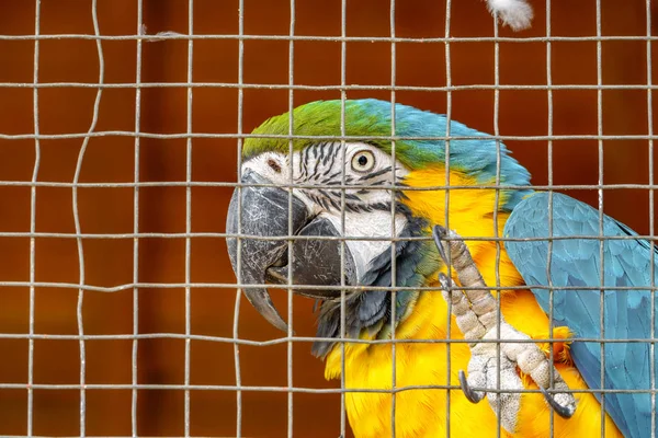 Κίτρινο παπαγάλος πίσω από κάγκελα — Φωτογραφία Αρχείου