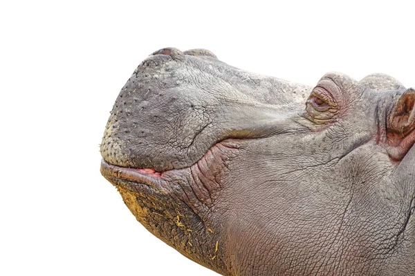Perfil da cabeça do hipopótamo isolado no branco — Fotografia de Stock