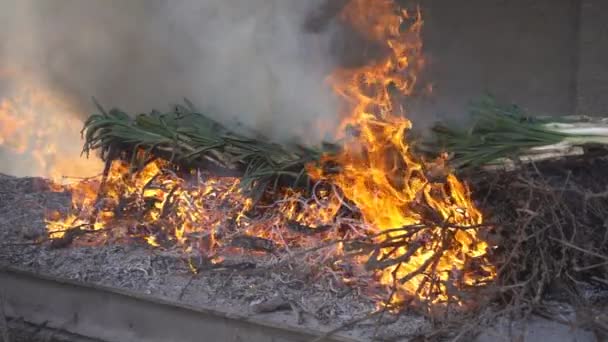 Preparando calsots catalanes tradicionales en el fuego, cámara lenta — Vídeos de Stock
