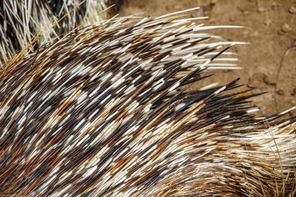 Ovanifrån av porcupine spines — Stockfoto