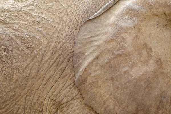Elefante orecchio e sfondo della pelle — Foto Stock