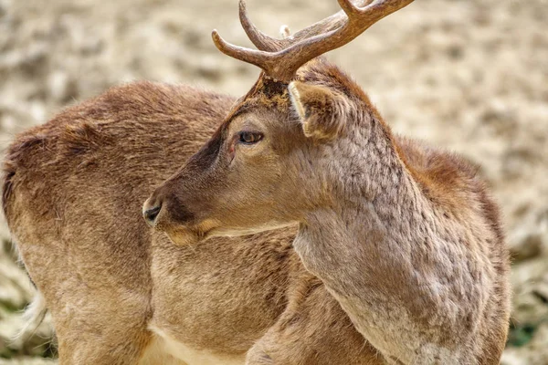 Profil jelenů, soustružení — Stock fotografie