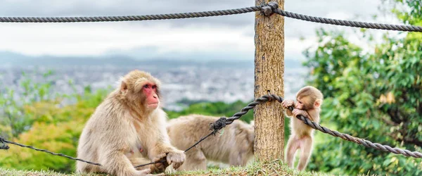 Monkeys playing in Arashiyama mountain, kyoto — Stock Photo, Image
