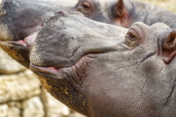 Perfil de dos cabezas hipopótamos —  Fotos de Stock