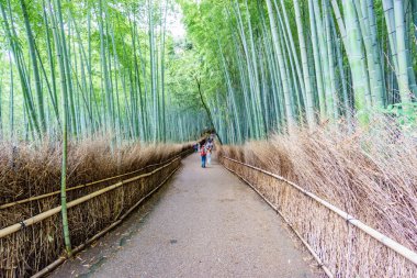 Arashiyama bambu Grove Kyoto, Japonya.