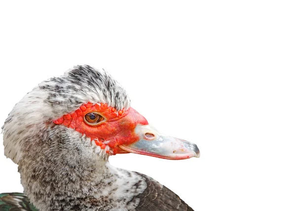 Perfil da cabeça de pato fêmea no branco — Fotografia de Stock