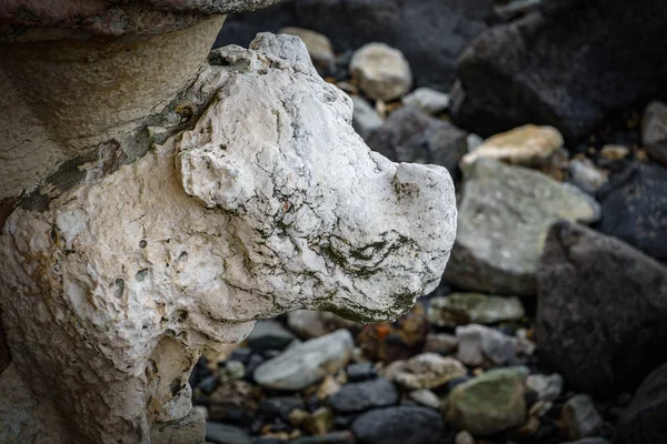 Belem Tower Rhino närbild — Stockfoto