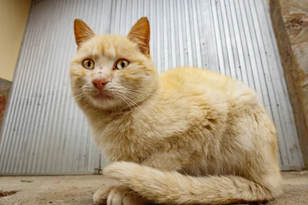 Demir kapısının önünde sarı kedi — Stok fotoğraf