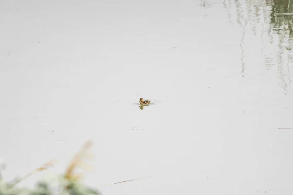 Baby duck alone on water — Stock Photo, Image