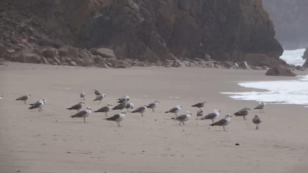 Gaviotas peleando en la arena mientras llueve lentamente — Vídeos de Stock