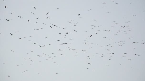 Vue arrière d'un grand groupe d'oiseaux volant au ralenti — Video