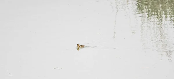 Entenbaby auf dem Wasser — Stockfoto