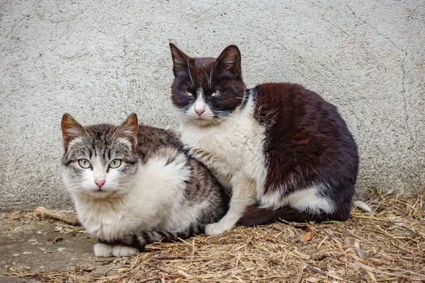 Kışın iki sokak kedi — Stok fotoğraf