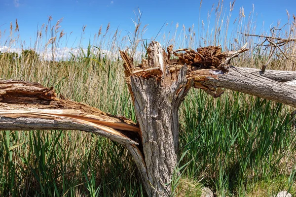 Сломанный ствол дерева — стоковое фото