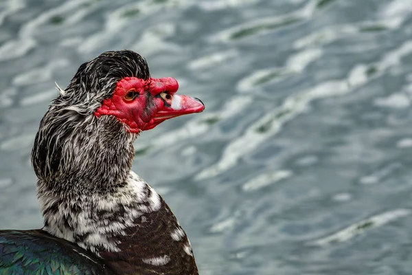 Perfil da cabeça de pato com bico vermelho — Fotografia de Stock