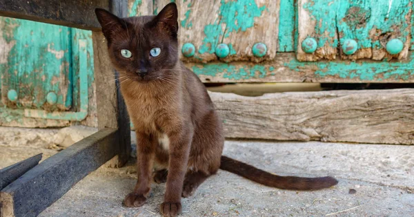 Pisica siameză în picioare în fața ușii vechi de epocă din lemn — Fotografie, imagine de stoc