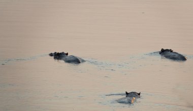Nehirde gün batımında üç su aygırı yüzüyor.