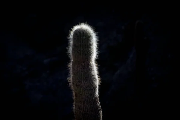 Огромный кактус назад свет с острыми шипами — стоковое фото