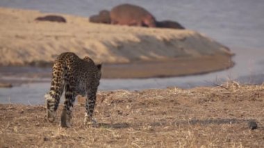 Leopar 'ın süper yavaş çekimde yürüdüğü muhteşem bir arka plan.